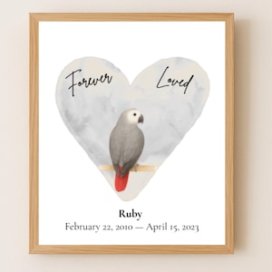 Stampa commemorativa del pappagallo cenerino africano, regalo personalizzato per la perdita dell'uccello, stampabile, ricordo del pappagallo, decorazione da parete per animali domestici, acquerello.