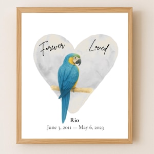 Stampa commemorativa ara blu e oro personalizzata, regalo per la perdita di un pappagallo, stampabile, decorazione da parete con simpatia per gli animali domestici, arte commemorativa ad acquerello