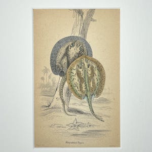 May include: An antique print featuring two stingrays, one blue and one green, with detailed illustrations of their bodies and surrounding environment. The print is mounted on a white mat, showcasing the artwork's intricate details and vintage aesthetic.