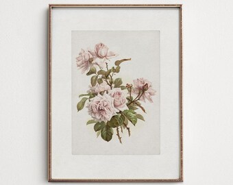 Vintage Pink Rose Botanical Print: English Garden Wall Art, Rustic Floral Cottagecore Decor (PRINTABLE Digital Download BO102)