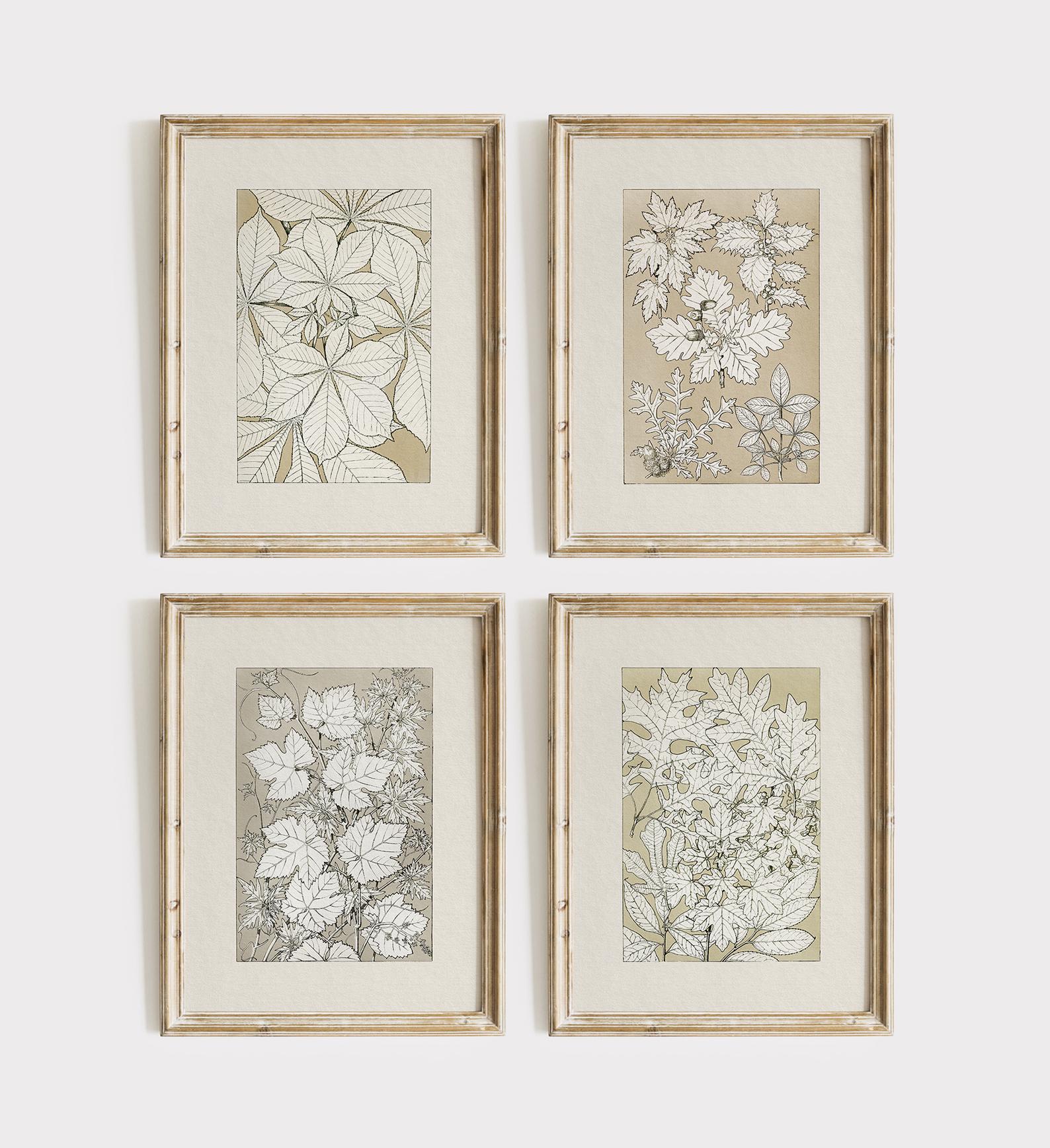 ヴィンテージ植物標本 - Etsy 日本