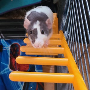 Peut inclure: Un petit rat de compagnie blanc et gris descendant une échelle en plastique jaune vif à l'intérieur d'une cage grillagée. Le rat a les yeux sombres et les oreilles roses. Un tissu à motifs bleu et rouge est visible en arrière-plan.