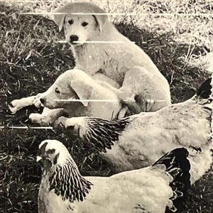 May include: Black and white photograph of two puppies and two chickens in a grassy area. The puppies are light-colored and appear to be resting. The chickens have black and white patterned feathers.
