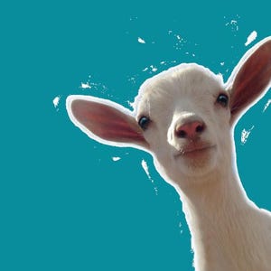 Baby Goat Download | Animal Art | goat kid photo | Nursery Art | Kids room art | animal prints | Art prints | White Goat | farm clip art
