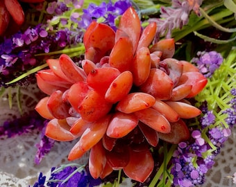 Echeveria Snow Angel 3-Head Rare Succulents, 3-3.5" Orange-Red Succulent, Live Imported Succulent Plant, Bare Root, Succulent Gifts