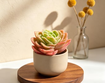 Echeveria Ice Rose Variegated Succulent Plant | Rare Soft Pink for Desk Decor, Indoor Home Display & Easy Care Plant Lover Gift