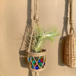 Live Tillandsia Funckiana Air Plant – Rare Easy-Care Indoor Air Plant for Wall, Desk, Home or Office Decor, Gift Idea