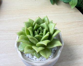 Live Echeveria Maria Rose  Succulent Plant Bare Root Succulent No Soil No Pot Easy Care Houseplant Desk Decor Gift for Plant Lovers