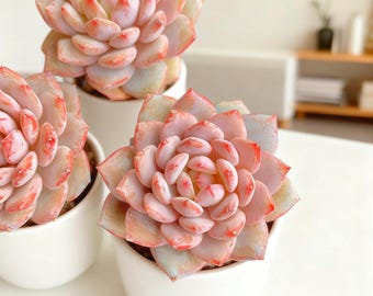 Echeveria ‘Pink Peony’ 1.5" Live Succulent Plant | Easy Care Indoor Rosette Succulent for Growing, Collection & Small Spaces Display