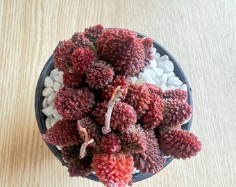 Adromischus marianae var. herrei Live Succulent Plant Bare Root Succulent No Soil Pot Easy Care Houseplant Desk Decor Gift for Plant Lovers