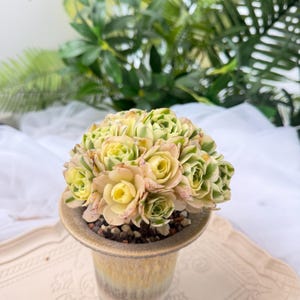 Live Succulent Aeonium ‘MAIBAHE’Variegata Plant Bare Root Succulent No Soil Pot Easy Care Houseplant Desk Decor Gift for Plant Lovers