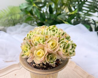 Live Succulent Aeonium ‘MAIBAHE’Variegata Plant Bare Root Succulent No Soil Pot Easy Care Houseplant Desk Decor Gift for Plant Lovers