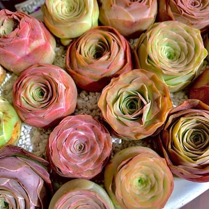 May include: Close-up of a collection of succulents with tightly packed, rosette-shaped leaves. The succulents display a range of colors, including green, pink, and orange, creating a visually appealing arrangement. The plants are set on a bed of small, white pebbles.