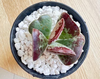 Live Adromischus Triflorus 'Calico Hearts' Succulent Plant Bare Root Succulent No Soil No Pot Easy Care Houseplant Gift for Plant Lovers