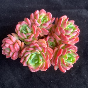 May include: A cluster of vibrant succulents with fleshy, tightly packed leaves. The leaves transition from a bright green center to a gradient of pink and red edges. The arrangement is set against a dark background.