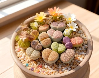 10pc 0.6–0.8″ Live Lithops Succulent Mix | Mini Living Stones, Bare Root Succulents for Indoor Garden, DIY Planters & Home Decor