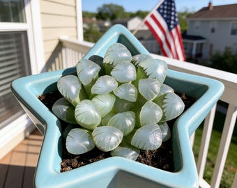 Haworthia ‘Cooperi Ice Lantern’ Live Succulent Plant | Rosette Haworthia for Indoor Succulent Growing, Collection & Easy Care Plant