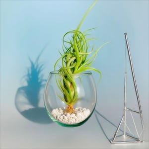 Live Tillandsia Caput-Medusae Air Plant – Rare Easy-Care Display for Desk, Wall, Home or Office Gift Decor