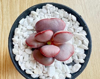 Adromischus marianiae 'hallii' Live Succulent Plant Bare Root Succulent No Soil No Pot Easy Care Houseplant Desk Decor Gift for Plant Lovers
