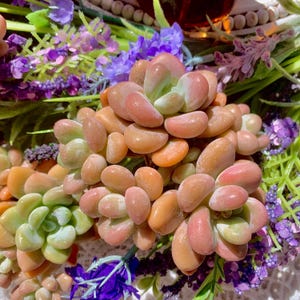 Boutique Graptopetalum Miul Rare succulent 3- 3.5&quot; | live succulents | Imported succulent plant live | Bare Root | succulent gifts