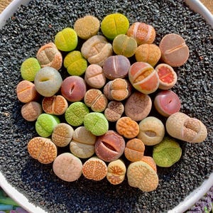 May include: A collection of colorful living stone plants, also known as Lithops, in a white pot filled with black gravel. The plants display a variety of colors, including green, yellow, brown, and pink, with unique patterns and textures.