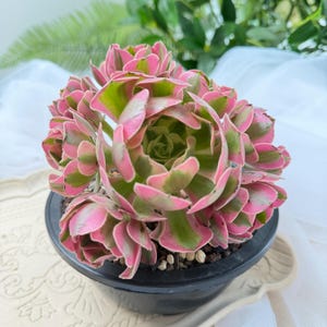 May include: A variegated succulent plant featuring multiple rosettes with fleshy, spoon-shaped leaves in shades of vibrant pink, soft cream, and muted green. The plant is potted in a simple black circular container filled with small gravel soil.