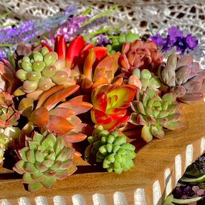May include: A collection of colorful succulents in shades of green, red, orange, and purple. The succulents are arranged on a wooden surface, showcasing their varied textures and shapes. The arrangement includes a variety of succulent types, creating a vibrant display.