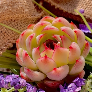 Echeveria Soul Fairy Rare Succulent Plants, 1.5-2&quot;  Red succulent/live succulents /Imported succulent plant live/Bare Root/Easter Gift
