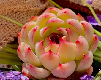 Echeveria Soul Fairy Rare Succulent Plants, 1.5-2"  Red succulent/live succulents /Imported succulent plant live/Bare Root/Easter Gift