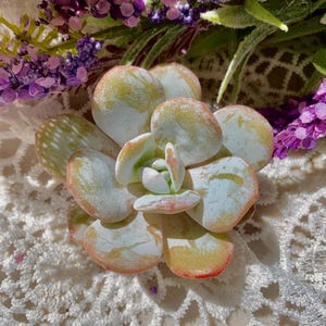 Echeveria laui Moran et J. Meyrán Rare Succulent , 2.7-3.2&quot; pink live succulent | succulent plant live | Bare Root | succulent gift