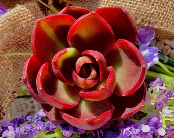 Echeveria Red Lantern – 2–2.5" Small Red Succulent, Easy Care Indoor Plant & Gift for Plant Lovers