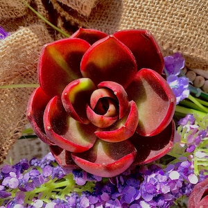Echeveria Red Light Rare Succulent 2-2.5&quot; red succulent | live succulents | succulent plant live | Bare Root | succulent gifts