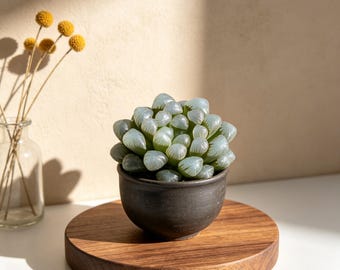 Haworthia ‘Cooperi Ice Lantern’ Live Succulent Plant, Bare Root Succulent, Easy Care Indoor Plant, Home Garden Decor, Unique Succulent Gift