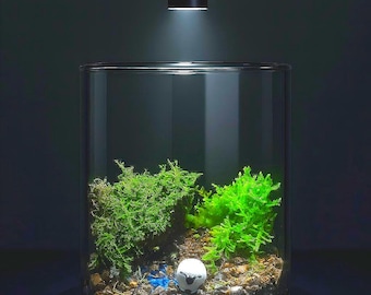 Round Glass Terrarium with Moss Landscape – Handmade Mini Nature Scene, Forest River Moss Terrarium Decor, Unique Eco Gift for Plant Lovers