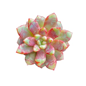May include: A close-up of a succulent plant with layered, fleshy leaves. The leaves display a blend of colors, including light green, pink, and red, with a marbled effect. The plant is centered against a white background.