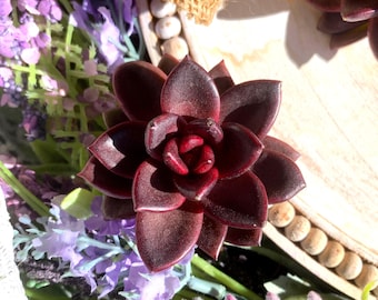 Rare Echeveria ‘Night Phantom’ – Live Bare Root Succulent, Easy-Care Indoor Plant, Vibrant Red Rosette, Unique Gift for Plant Lovers