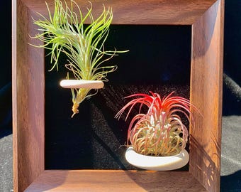 Live Air Plants in Wood Frames: Tillandsia Funckiana & Ionantha - Easy Care