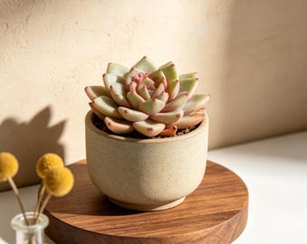 Echeveria German Champagne Live Succulent Plant, Bare Root Succulent, Easy Care Indoor Plant, Home Garden Decor, Unique Succulent Gift
