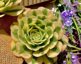 Variegated Rare Succulent Plant – Easy Care Live Aeonium ‘MAIBAHE’ Variegata, Indoor Home Garden Decor, Collector Aeonium, 2.5–3" Live Plant