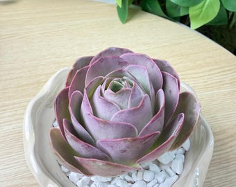 Live Aeonium palmense Succulent Plant Bare Root Succulent No Soil No Pot Easy Care Houseplant Desk Decor Gift for Plant Lovers