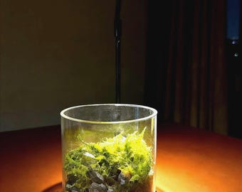 Live Moss Terrarium – Miniature Mountain Landscape with Optional Handmade Figurines | DIY Nature Scene, Eco Decor Gift for Plant Lovers
