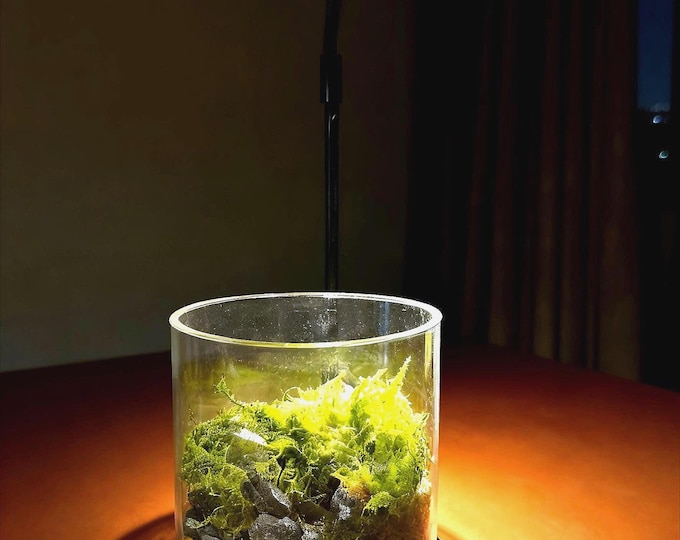 Live Moss Terrarium – Miniature Mountain Landscape with Optional Handmade Figurines | DIY Nature Scene, Eco Decor Gift for Plant Lovers