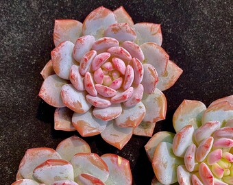 Live Echeveria Pink Peony Succulent– Rare Succulent Plant for Autumn Wedding Favors, Table Décor & Fall Centerpieces