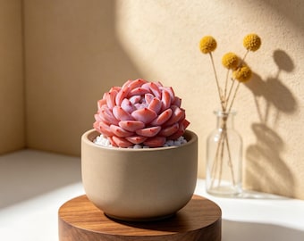 Echeveria Orange Monroe Live Succulent, Cute Small Succulent Plant, Rare Echeveria, Easy Care Indoor Plant, Succulent Gift for Plant Lovers