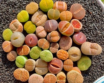 Lithops Living Stones – 10/30/50/100 Pack Colorful Succulent Mix, Rare Living Stone Plants Bare Root, Mini Succulents Gift for Plant Lovers
