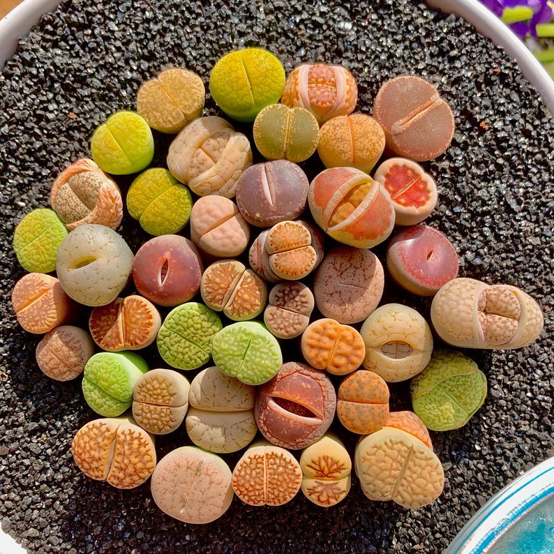 10pc Lithops Living Stone Mix – Colorful Mini Succulent Plants 0.6–0.8 ...