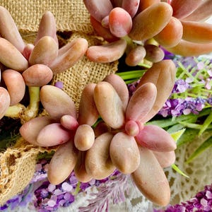 May include: Close-up of several succulent plants with fleshy, oval-shaped leaves in shades of pink and peach. The succulents are arranged with purple lavender and burlap fabric in the background, creating a natural and textured aesthetic.