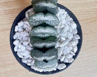Haworthia truncata Live Succulent Plant Bare Root Succulent No Soil No Pot Easy Care Houseplant Desk Decor Gift for Plant Lovers