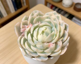 Echeveria Onslow Variegated Succulent Plant 3–3.5″ | Rare Echeveria for Desk Decor, Indoor Home Display & Easy Care Plant Lover Gift