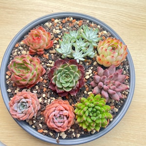 May include: A round, gray planter filled with a variety of colorful succulents. The succulents display shades of green, red, pink, and orange, set against a backdrop of small pebbles. The arrangement is a vibrant display of textures and colors.